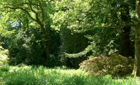 Bois des Moutiers (335) Mai 2012